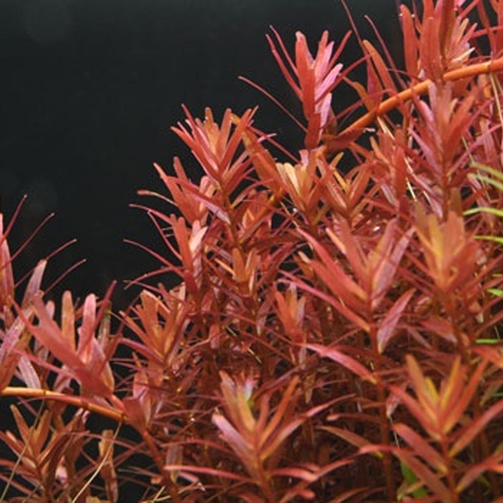Rotala yao-yai in pot